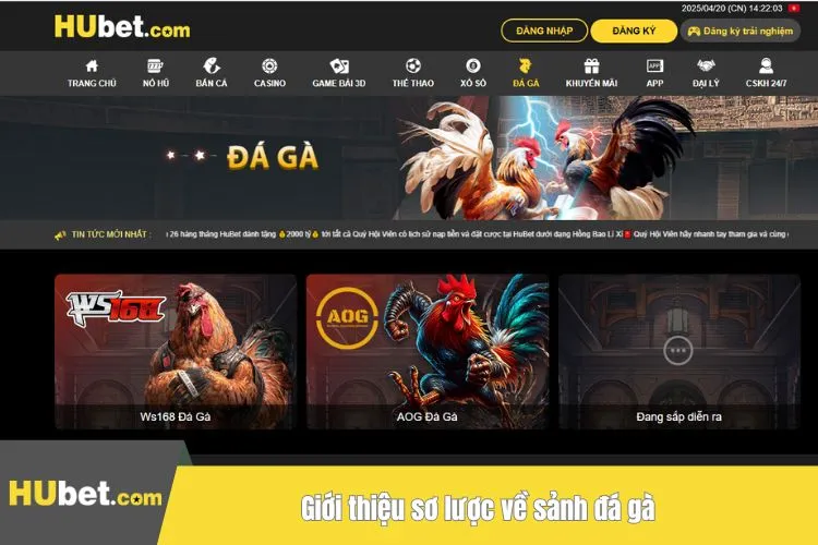Giới thiệu sơ lược về sảnh đá gà
