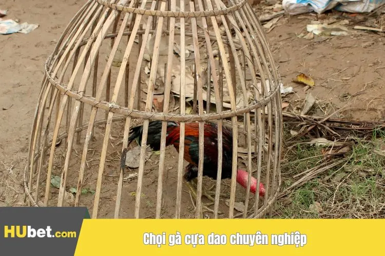Chọi gà cựa dao chuyên nghiệp