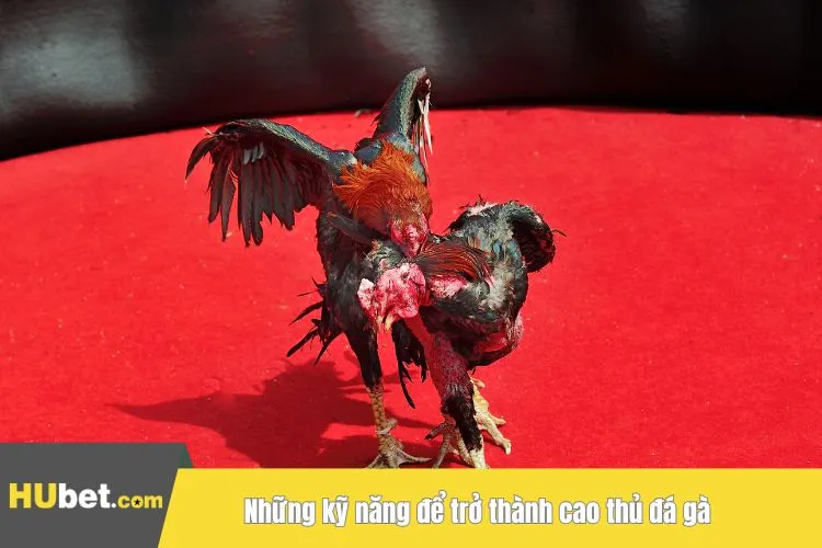 Những kỹ năng để trở thành cao thủ đá gà